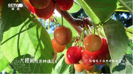 堅(jiān)持走農(nóng)產(chǎn)品品牌化道路 遼寧&ldquo;大連大櫻桃&rdquo;登陸央視